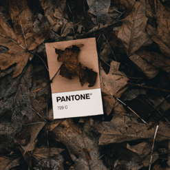Branded Pantone Matched CMYK Ribbon